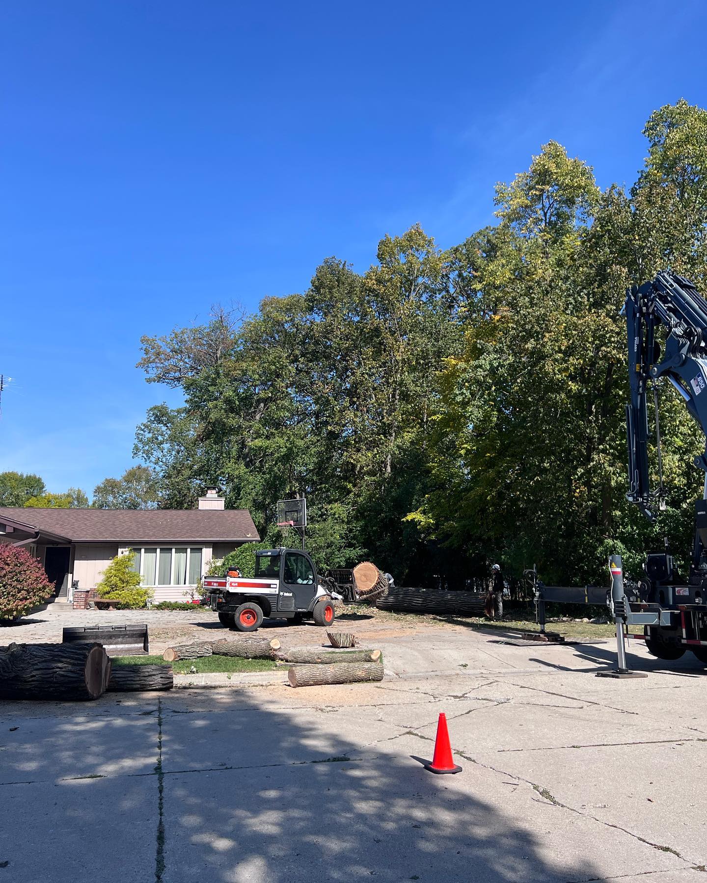 Jr's Tree Service Image